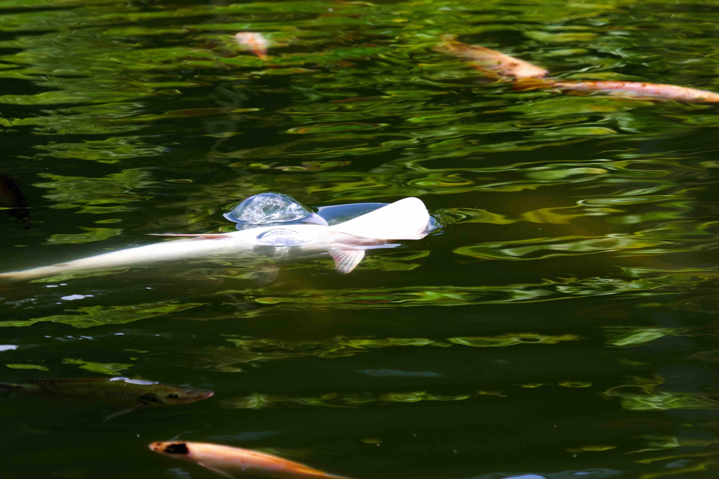 Albino Shovelknose Koi