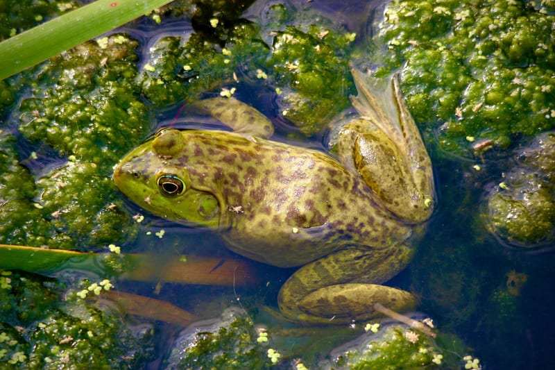 American Bullfrog