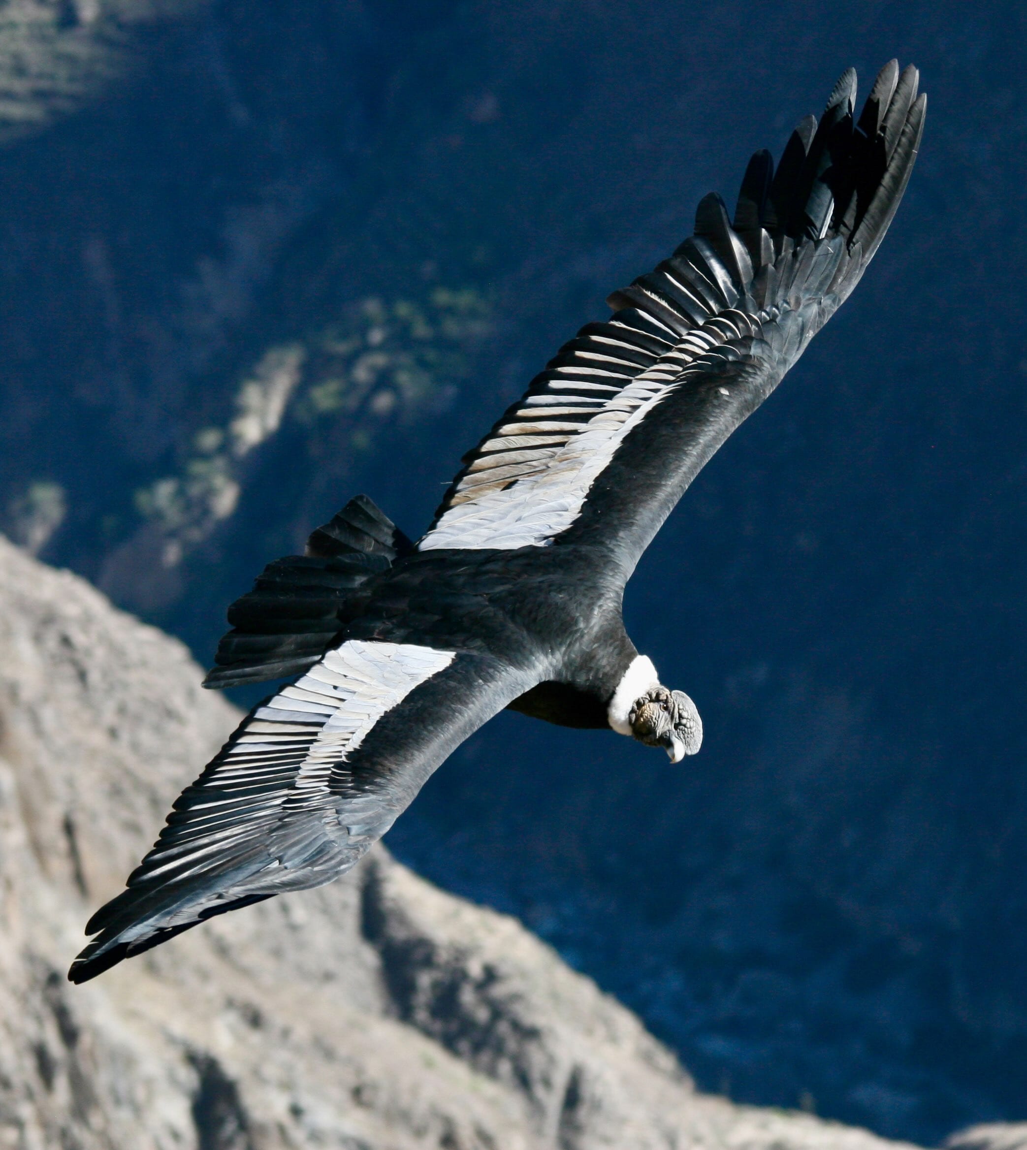 Andean Condor (1)