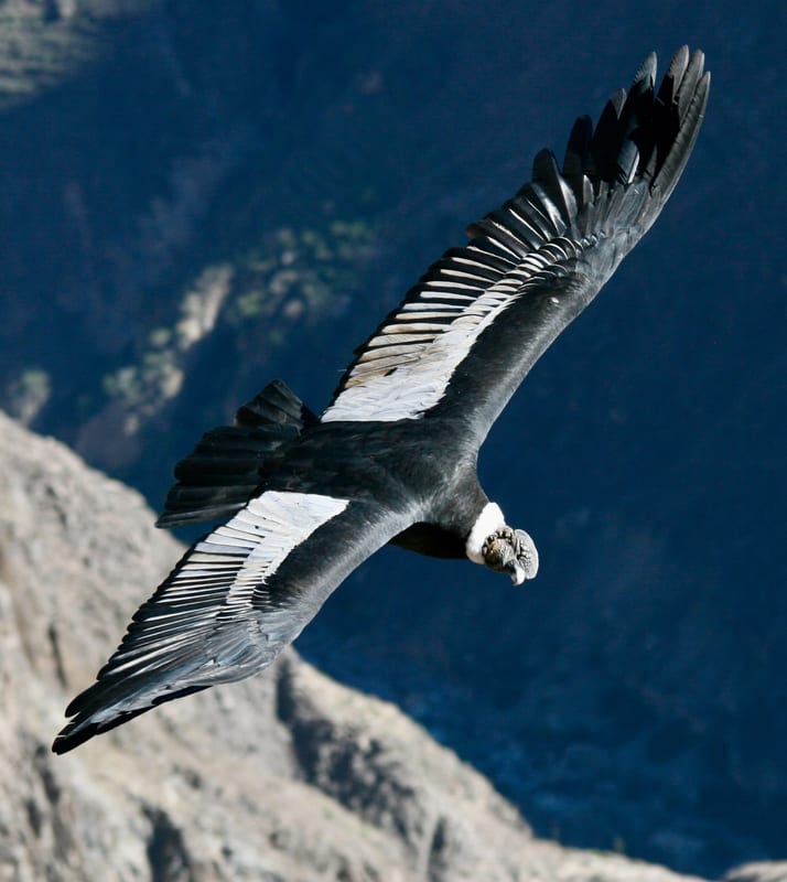 Andean Condor (1)