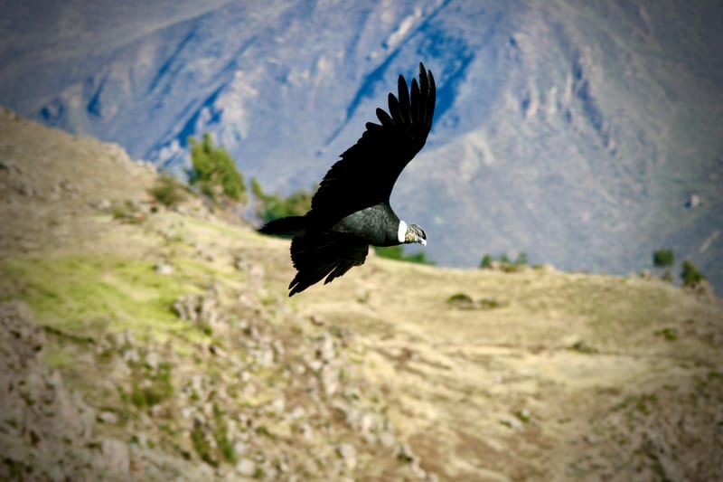 Andean Condor