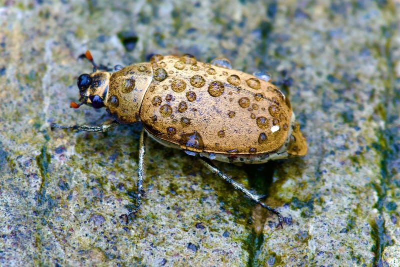 Asian Spotted Tortoise Beetle