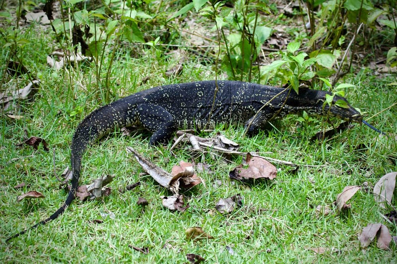 Asian Water Monitor Biawak