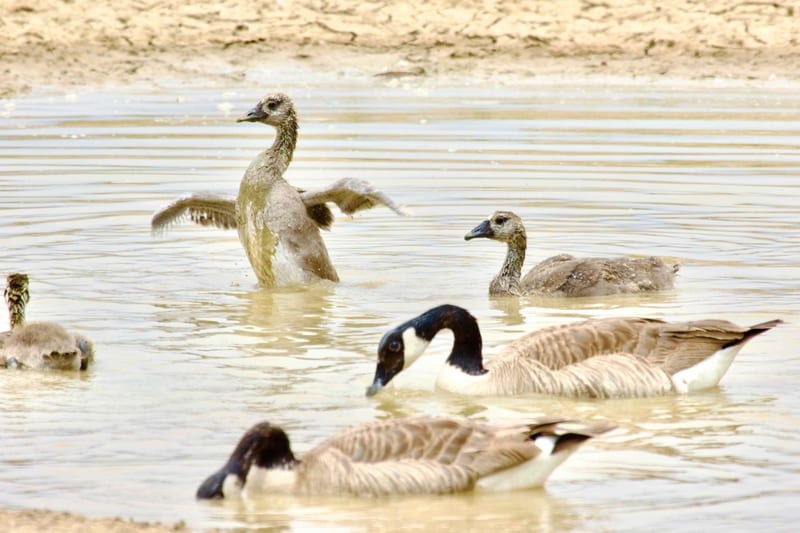 Canadian Geese Spa Day