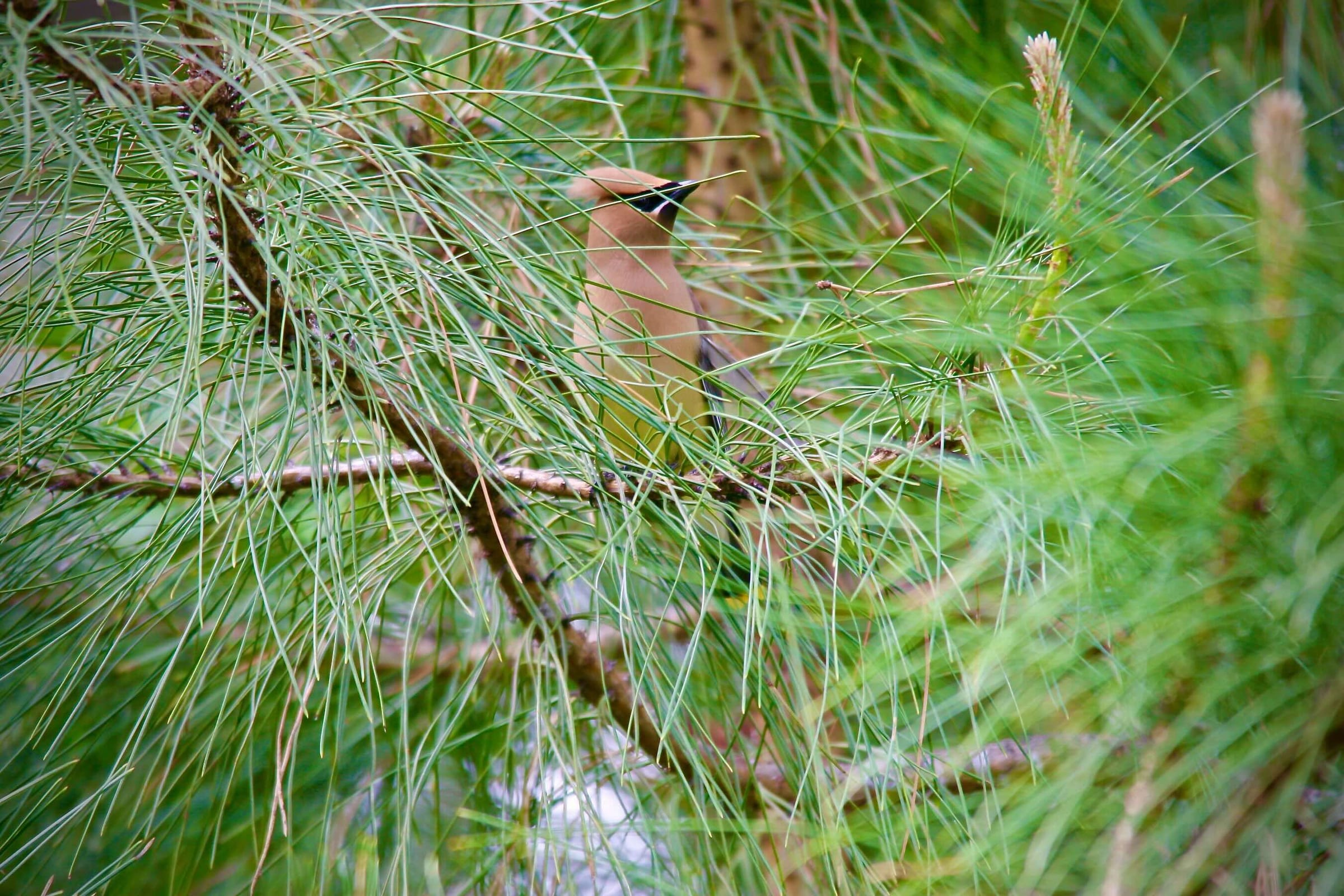 Cedar Waxwing