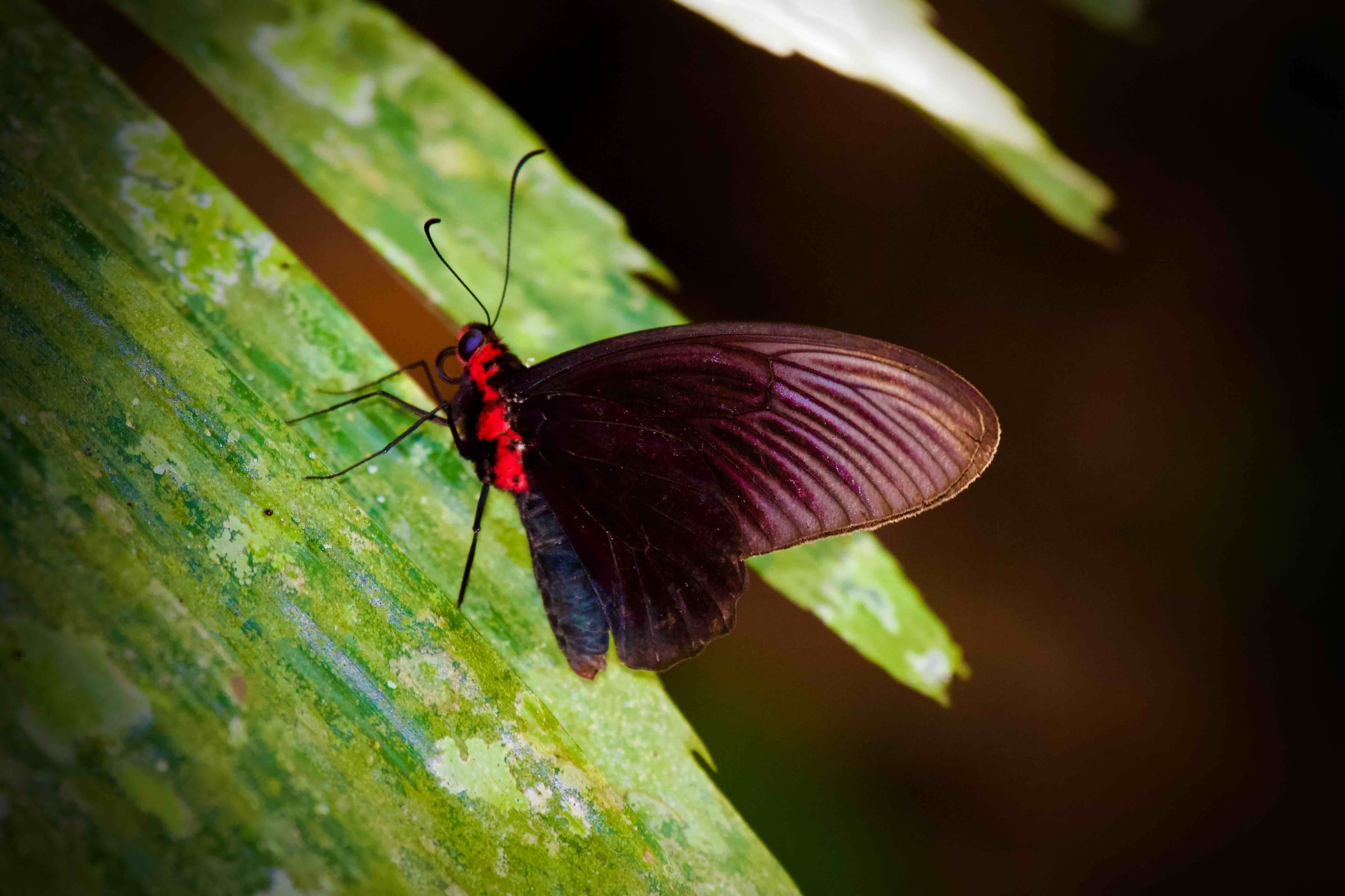 Dixon's Batwing Butterfly