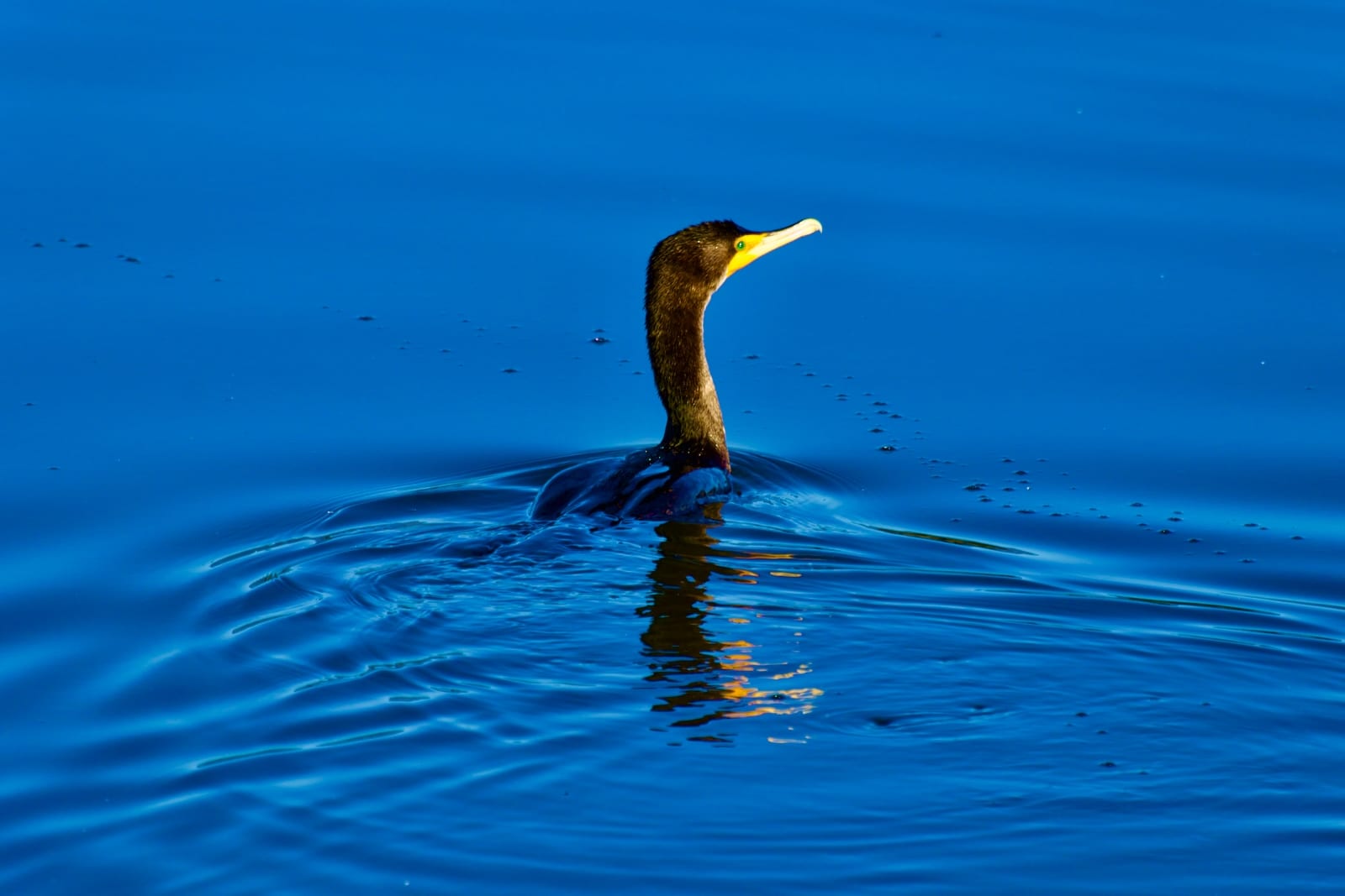 Doubl Crested Cormorant