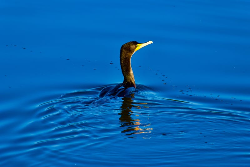 Doubl Crested Cormorant