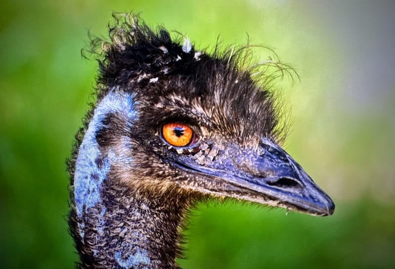 Emu Hair Day