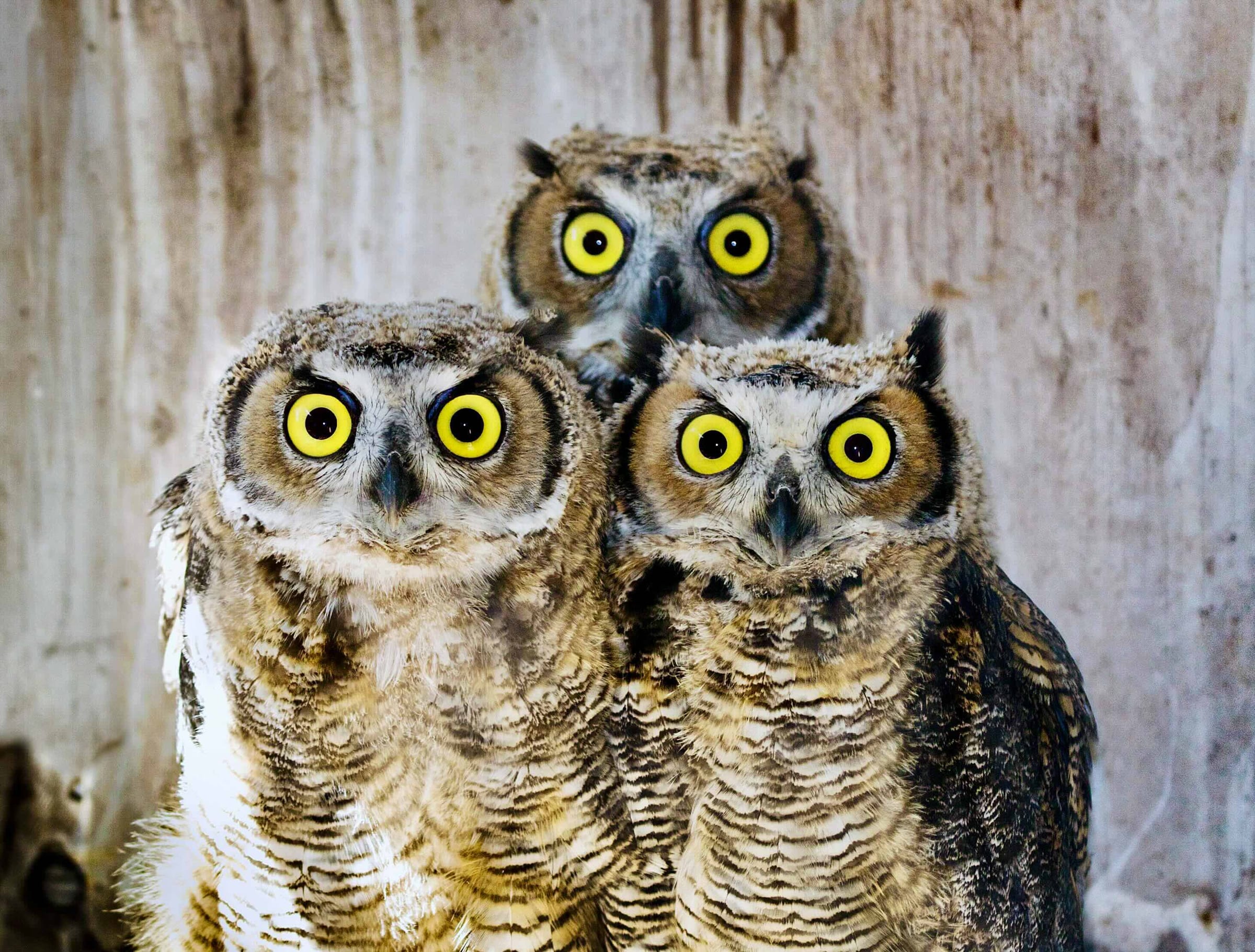 GH Owl Trio