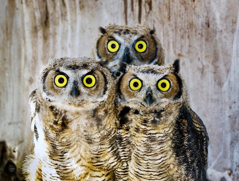 GH Owl Trio