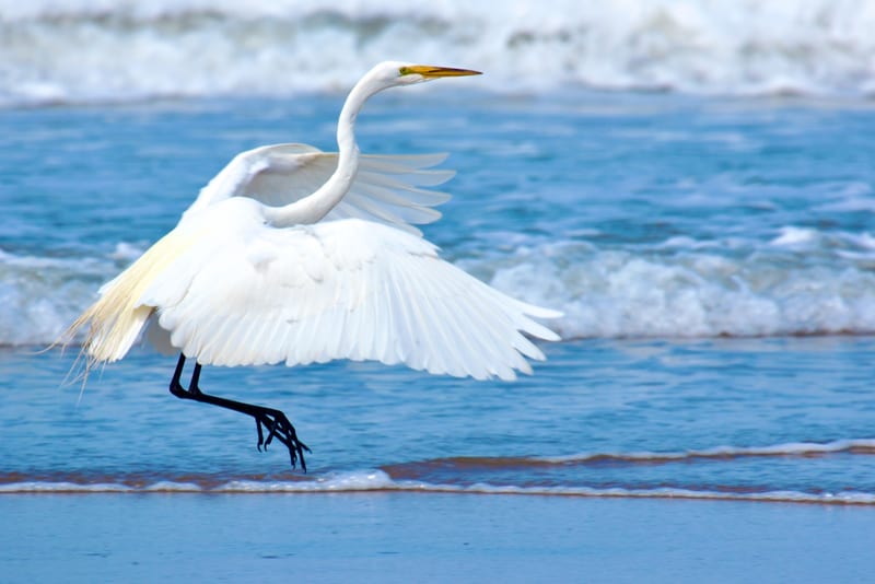 Great Egret Landing