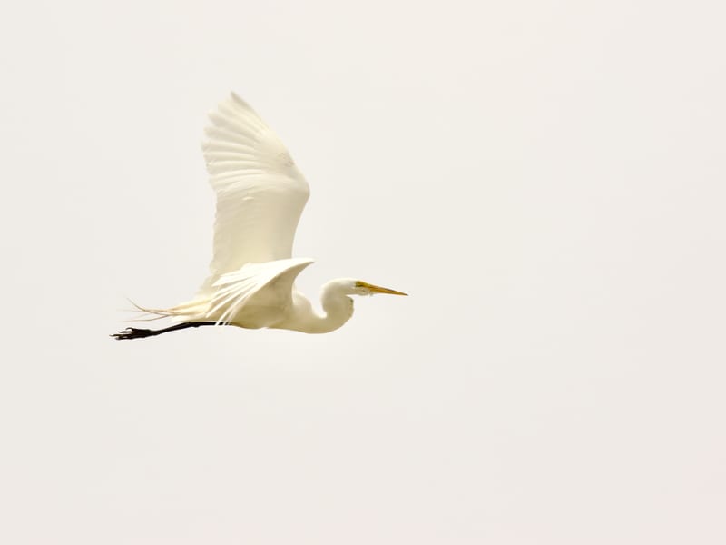Great Egret