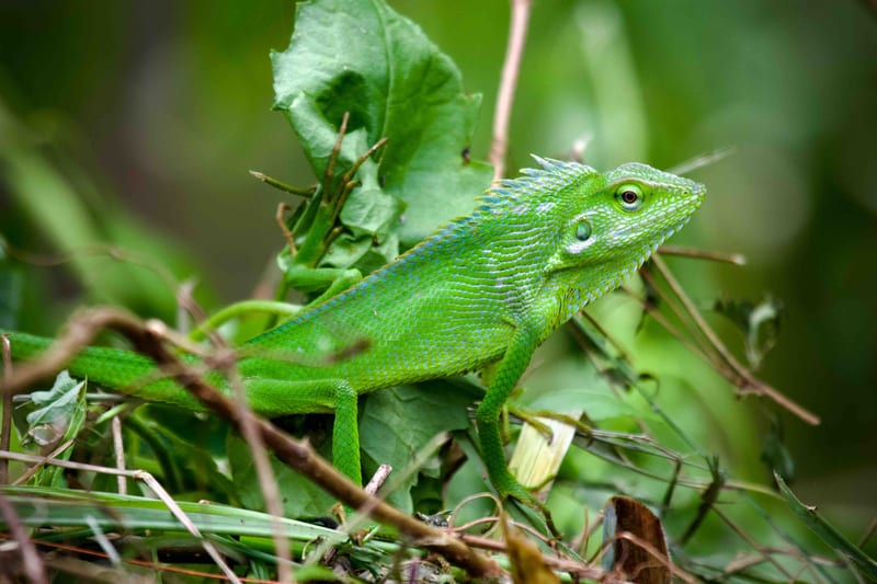 Green Crested Lizard