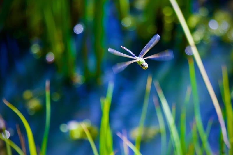Green Darner Dragonfly