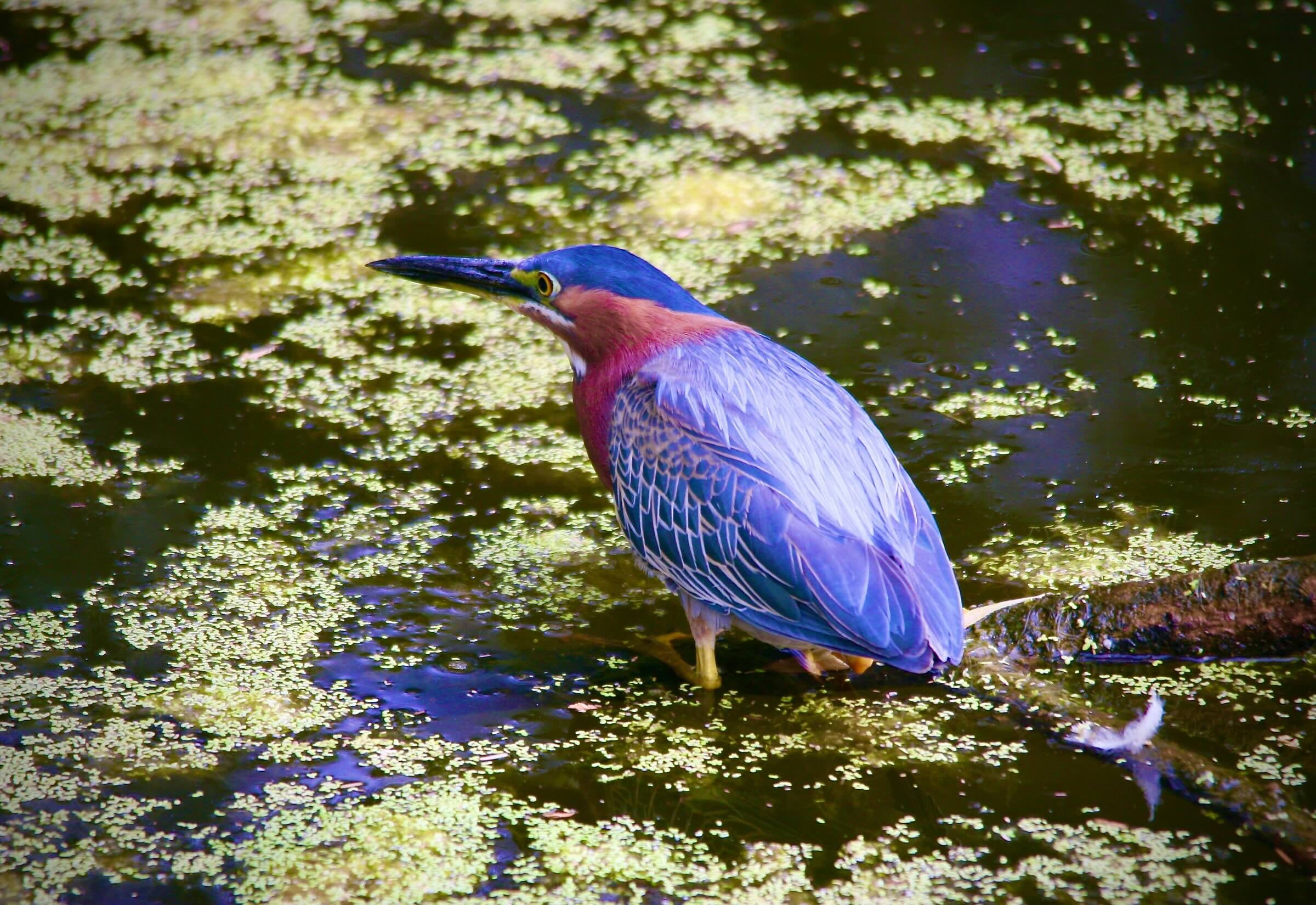Green Heron Gold