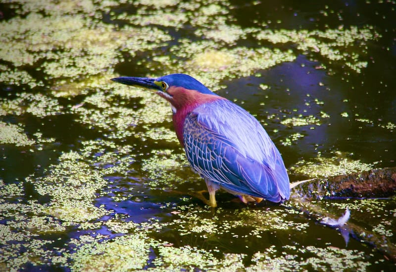 Green Heron Gold