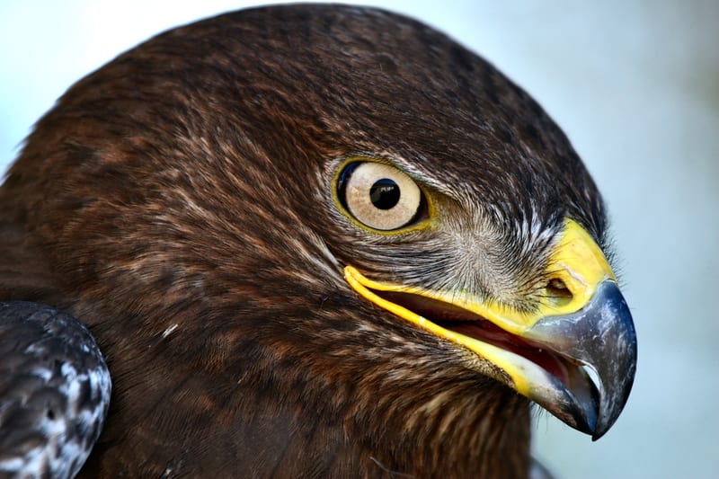 Hawk Eye