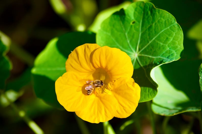 Honey Bee Refuel