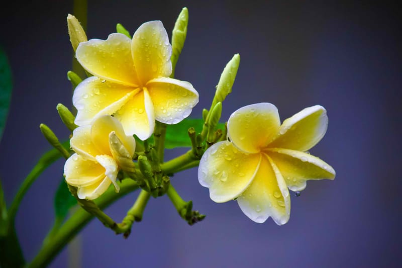 Kamboja Flower Java