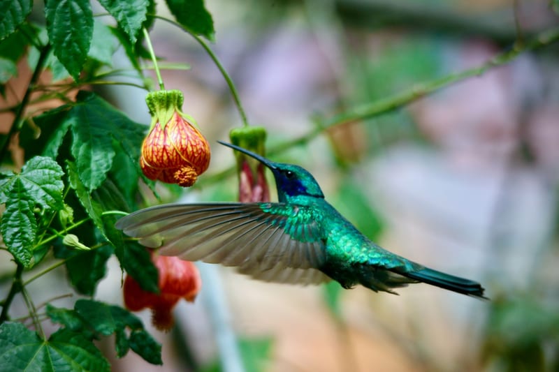 Lesser Violetear