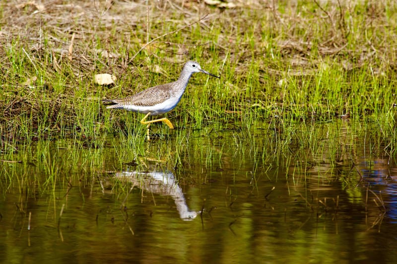 Lesser Yellowlegs