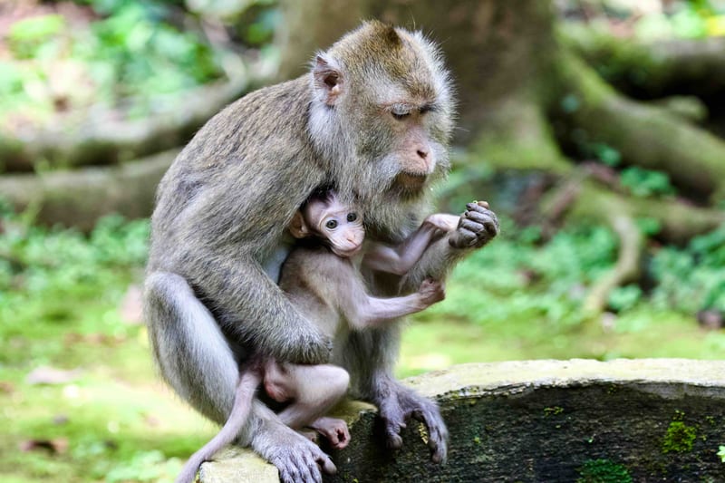 Long Tailed Macaques