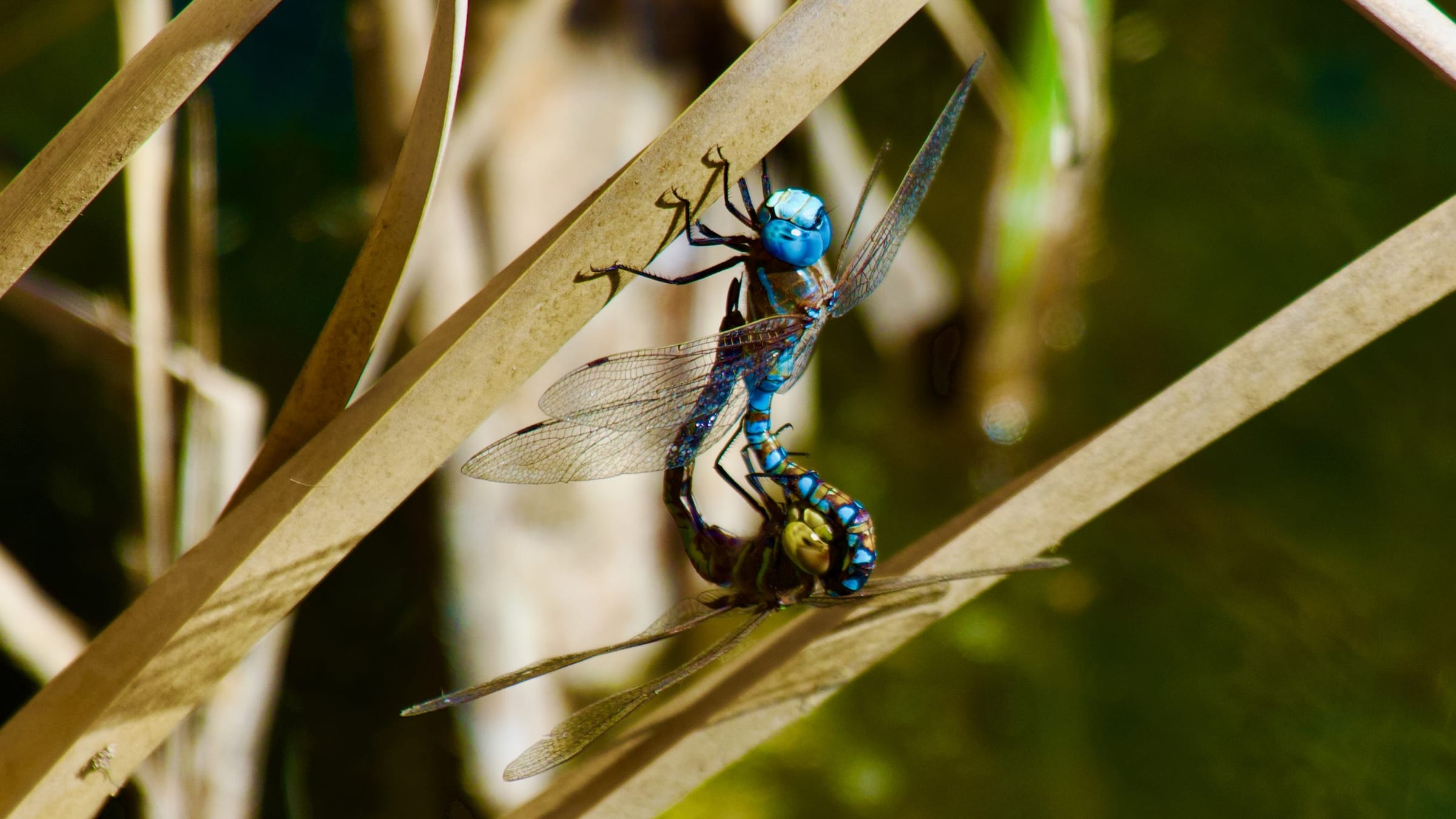 Mating Wheel Blue Eyed Darners