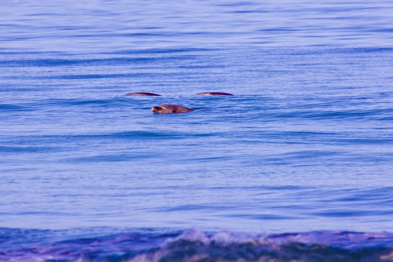 Peakaboo Dolphin