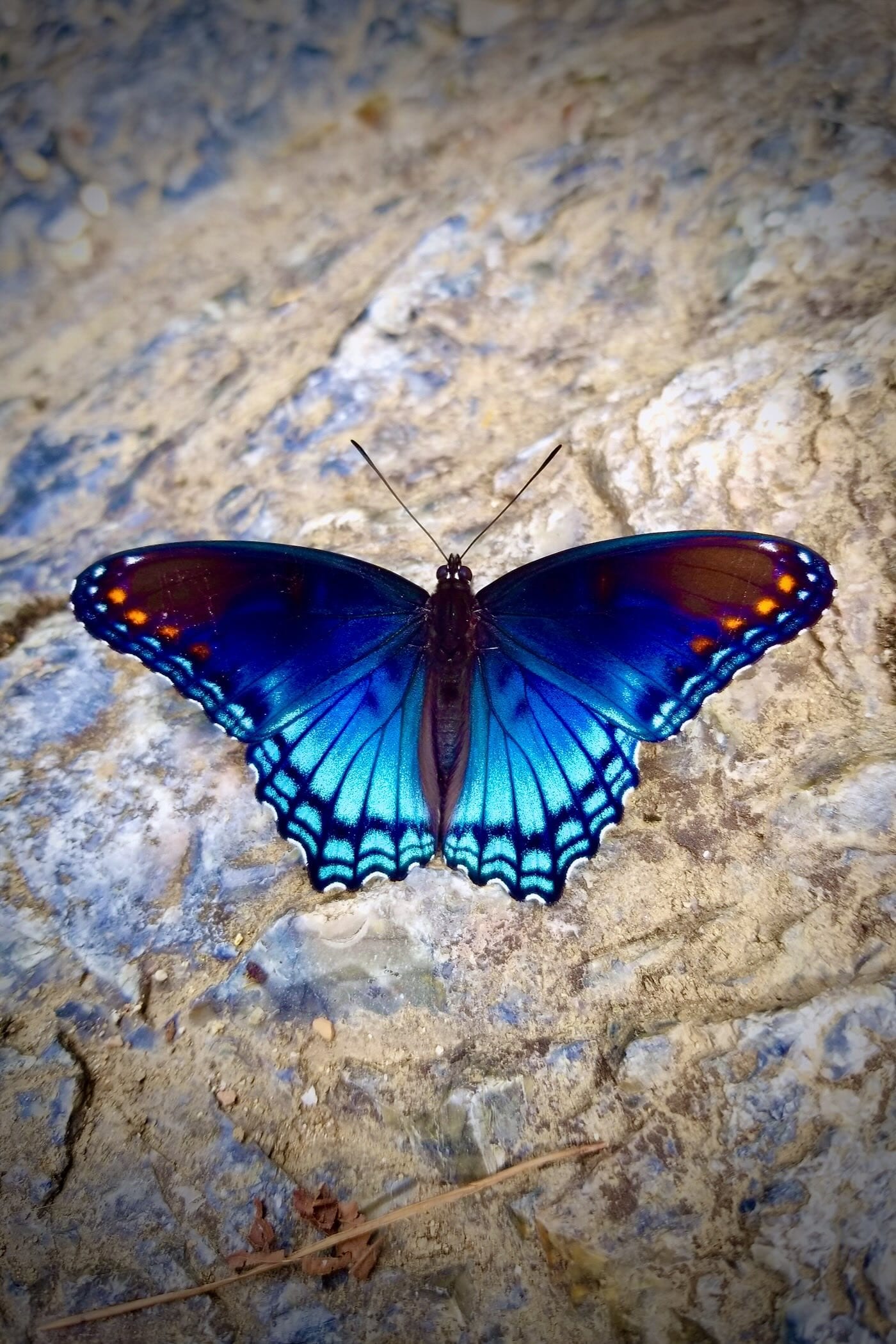 Red Spotted Purple Butterfly
