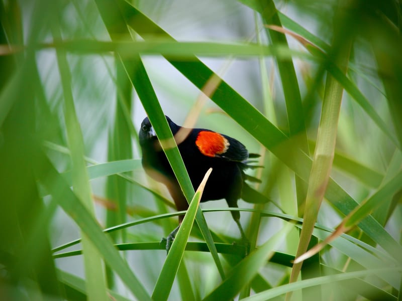 Red Winged Blackbird
