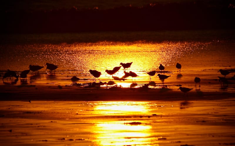 Shorebird Sunset Meal