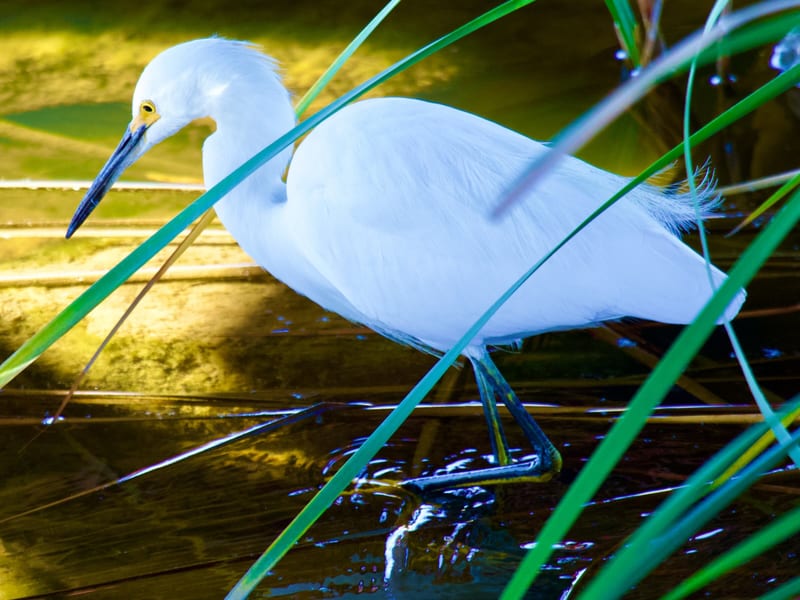 Snowy Egret Hunting