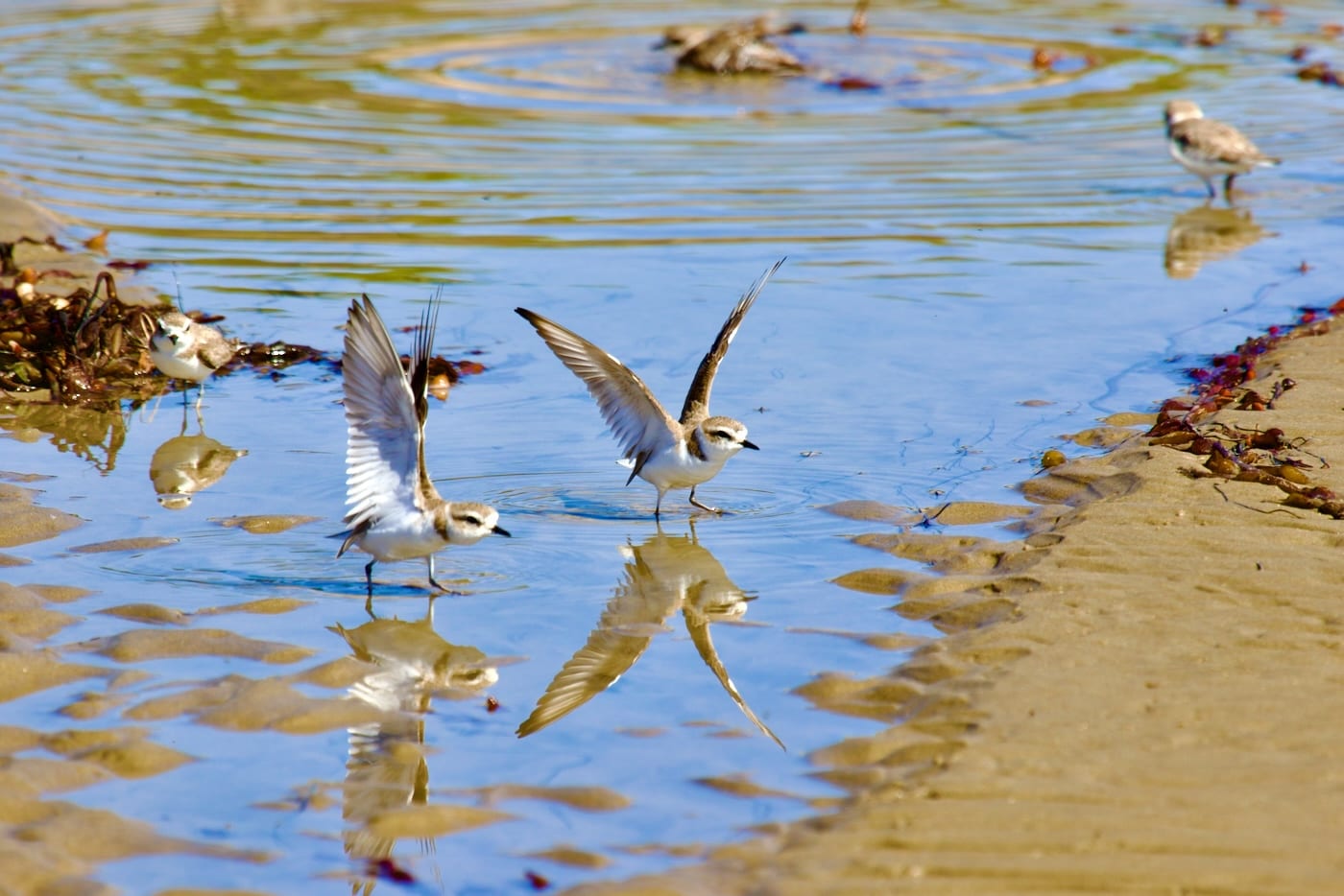Snowy Plover Reflective Takeoff