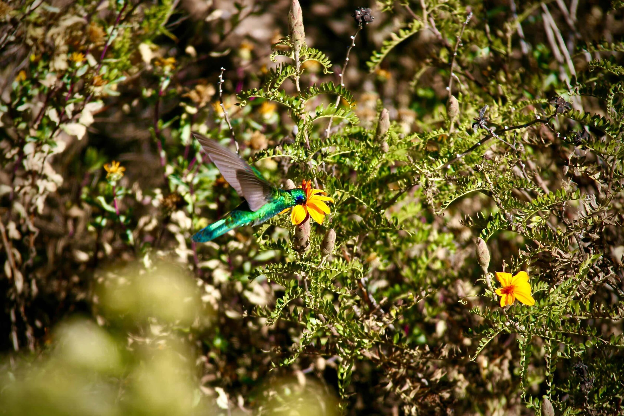 Sparkling Violetear