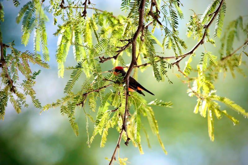 Vermillion Flycatcher