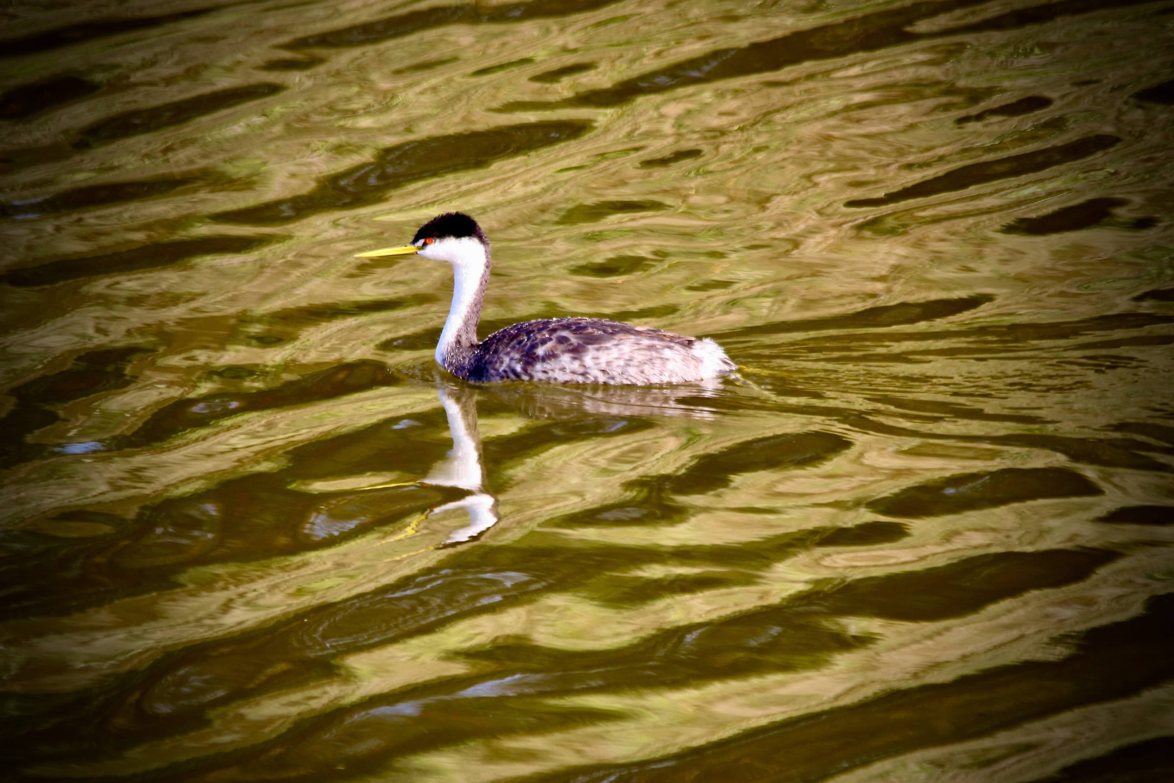 Western Grebe