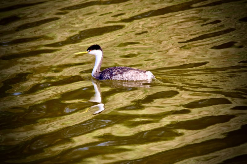 Western Grebe